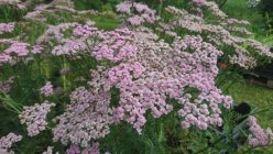 Achillea millefolium lilla mix Yarrow